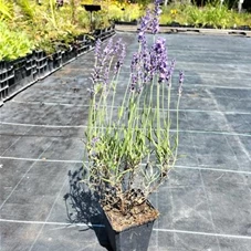 Lavandula angustifolia 'Hidcote Blue' gen., P 0,5 