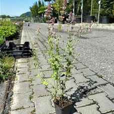 Nepeta grandiflora 'Dawn to Dusk', P 0,5 