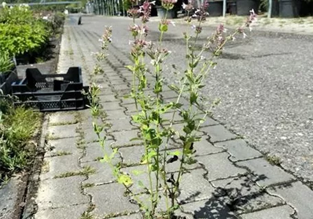 Nepeta grandiflora 'Dawn to Dusk' - Großblütige Garten-Katzenminze