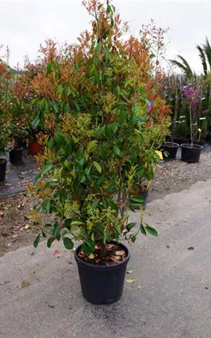 Photinia fraseri 'Red Robin' - Heckenpflanzen