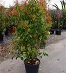 Glanzmispel 'Red Robin' - Photinia fraseri 'Red Robin' - Formgehölze