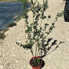 Ligustrum vulgare 'Atrovirens', C 5 100- 120