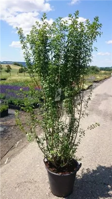 Schwarzgrüner Liguster 'Atrovirens' - Ligustrum vulgare 'Atrovirens' - Heckenpflanzen