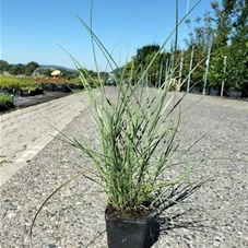 Miscanthus sinensis 'Kleine Silberspinne', P 1 