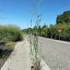 Panicum virgatum 'Heavy Metal', P 0,5 