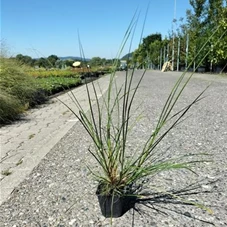 Pennisetum alopecuroides 'Hameln', P 0,5 