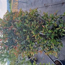 Photinia fraseri 'Robusta Compact' - Mediterranes, C 25 125- 150