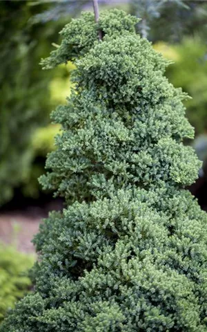 Juniperus procumbens 'Nana'