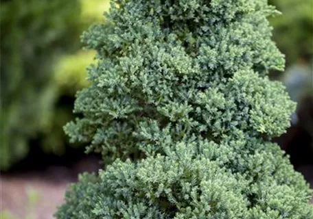 Juniperus procumbens 'Nana' - Niederer Zwergwacholder