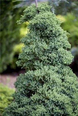 Niederer Zwergwacholder - Juniperus procumbens 'Nana'