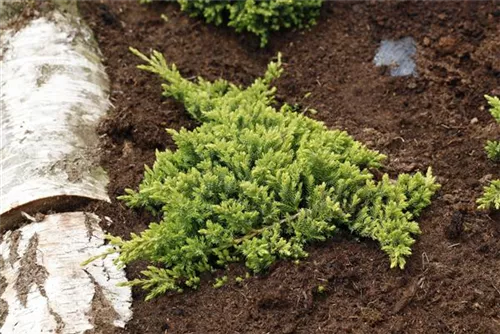 Niederer Zwergwacholder - Juniperus procumbens 'Nana'