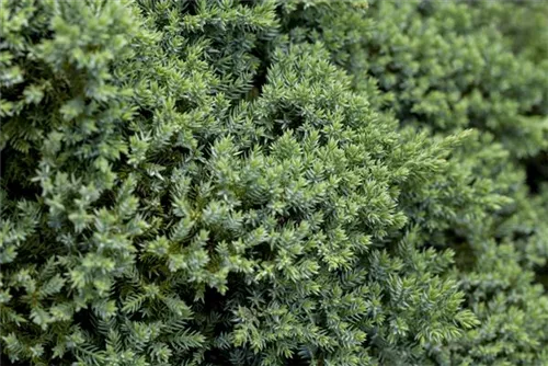 Niederer Zwergwacholder - Juniperus procumbens 'Nana'