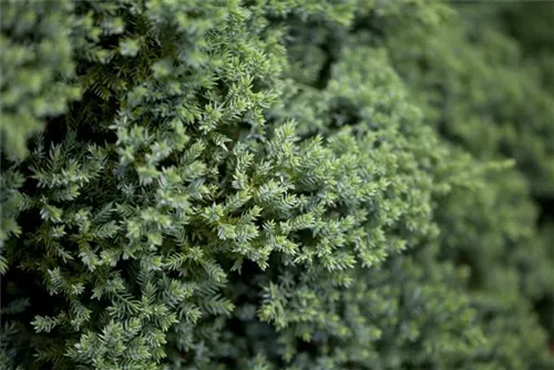 Niederer Zwergwacholder - Juniperus procumbens 'Nana'