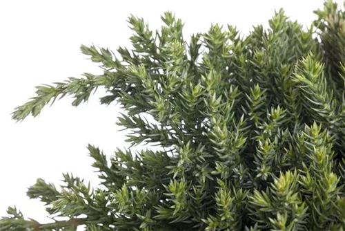 Niederer Zwergwacholder - Juniperus procumbens 'Nana'