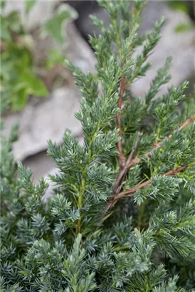 Niederer Zwergwacholder - Juniperus procumbens 'Nana'