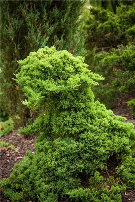 Niederer Zwergwacholder - Juniperus procumbens 'Nana'