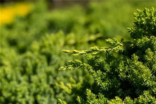 Niederer Zwergwacholder - Juniperus procumbens 'Nana'