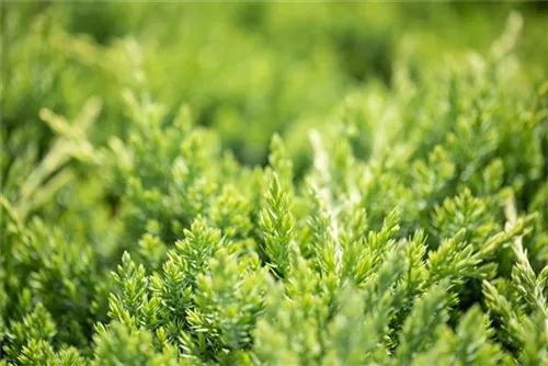 Niederer Zwergwacholder - Juniperus procumbens 'Nana'