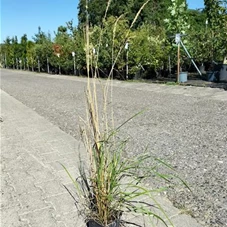 Calamagrostis x acutiflora 'Karl Foerster', P 1 