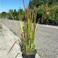 Imperata cylindrica var.koenig.'Red Baron', C 3 