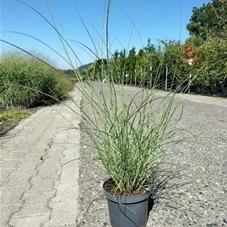 Miscanthus sinensis 'Gracillimus', C 3 