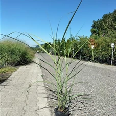 Miscanthus sinensis 'Malepartus', P 0,5 