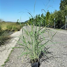 Panicum virgatum 'Hänse Herms', P 1 