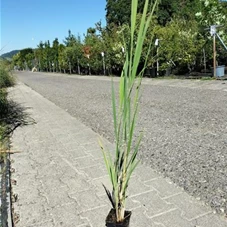 Panicum virgatum 'Northwind', P 0,5 