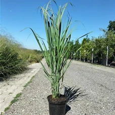 Panicum virgatum 'Northwind', C 3 