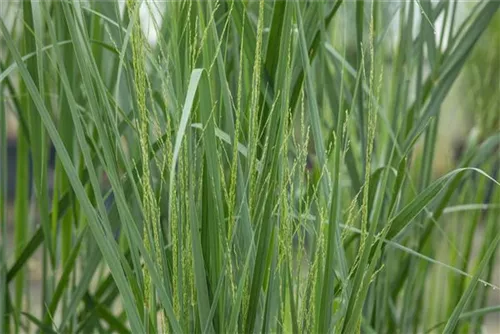 Garten-Ruten-Hirse - Panicum virgatum 'Northwind'