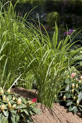 Garten-Ruten-Hirse - Panicum virgatum 'Northwind'