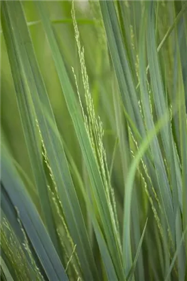 Garten-Ruten-Hirse - Panicum virgatum 'Northwind'