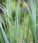 Garten-Ruten-Hirse - Panicum virgatum 'Northwind'