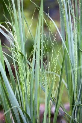 Garten-Ruten-Hirse - Panicum virgatum 'Northwind'