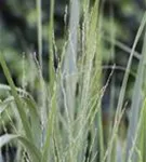 Garten-Ruten-Hirse - Panicum virgatum 'Northwind'