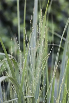 Garten-Ruten-Hirse - Panicum virgatum 'Northwind'