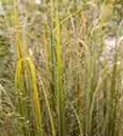 Garten-Ruten-Hirse - Panicum virgatum 'Northwind'