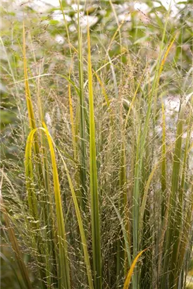 Garten-Ruten-Hirse - Panicum virgatum 'Northwind'