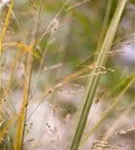 Garten-Ruten-Hirse - Panicum virgatum 'Northwind'