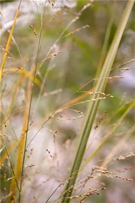 Garten-Ruten-Hirse - Panicum virgatum 'Northwind'