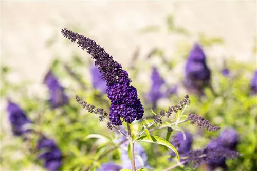 Sommerflieder 'Black Knight' - Buddleja 'Black Knight' - Wildgehölze