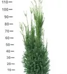 Eibe 'Hillii' - Taxus media 'Hillii' - Heckenpflanzen