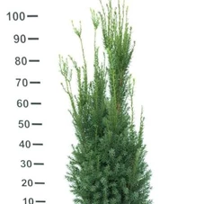 Taxus media 'Hicksii' - Heckenpflanzen, MB 80- 100