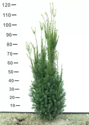 Eibe 'Hillii' - Taxus media 'Hillii' - Heckenpflanzen