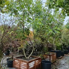 Juglans regia - Formgehölze, mDb mehrstämmig 350- 400