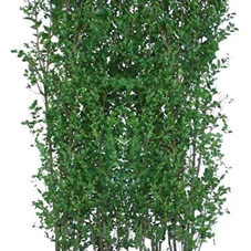 Ligustrum ovalifolium - Heckenelemente, Heckenelement 200-