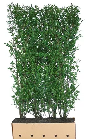 Ligustrum ovalifolium - Heckenelemente