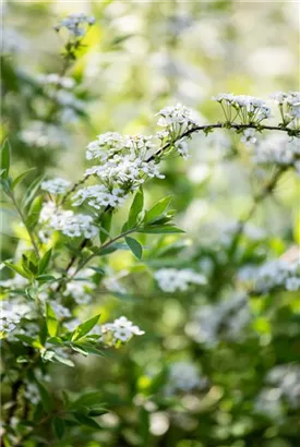 Brautspiere - Spiraea arguta