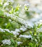 Brautspiere - Spiraea arguta