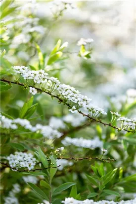 Brautspiere - Spiraea arguta